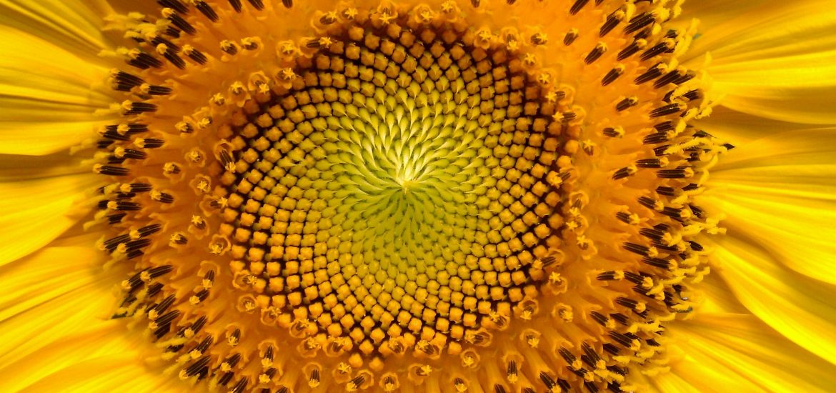 Close up of intricate pattern in sunflower blossom